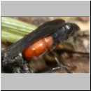 Anoplius infuscatus - Wegwespe 01d 10mm mit Wolfspinne.jpg